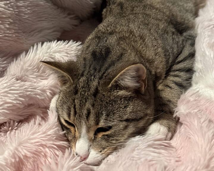 Chicken the cat, lacepetal's mascot